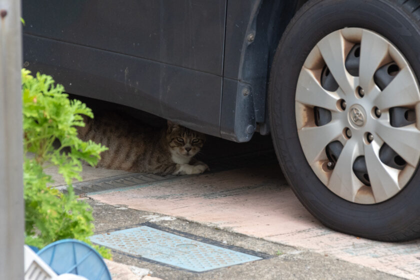 川崎市の猫