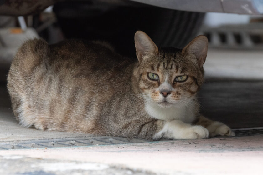 川崎市の猫