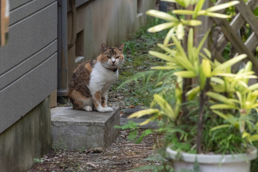 稲城市の猫