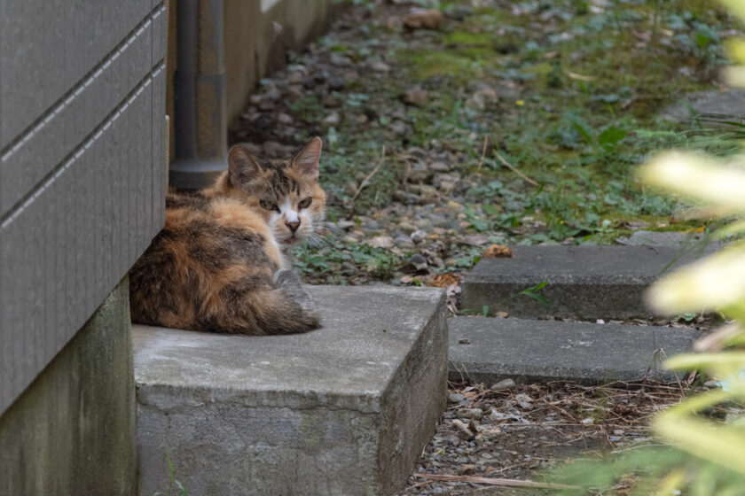 稲城市の猫