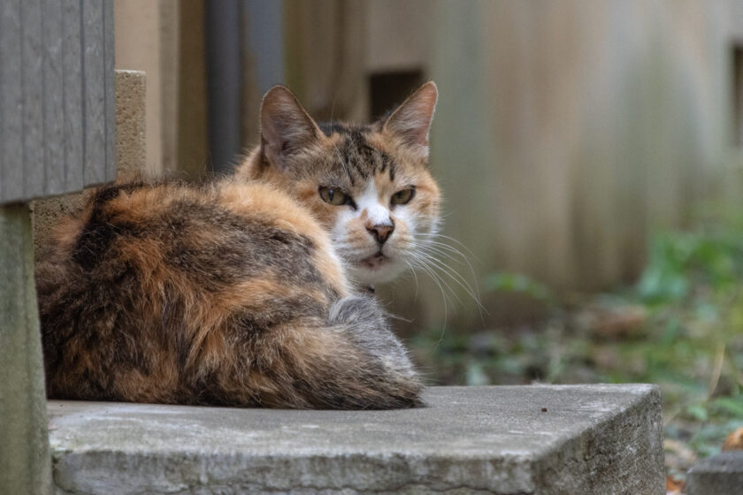 稲城市の猫