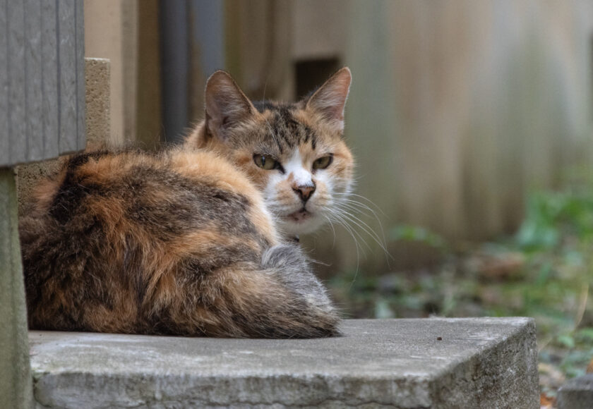 稲城市の猫