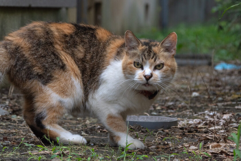 稲城市の猫