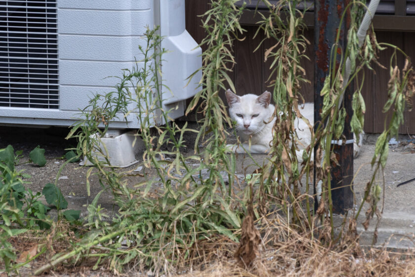 川崎市の猫