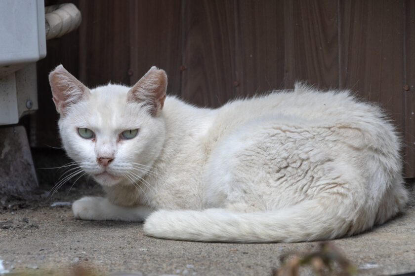 川崎市の猫