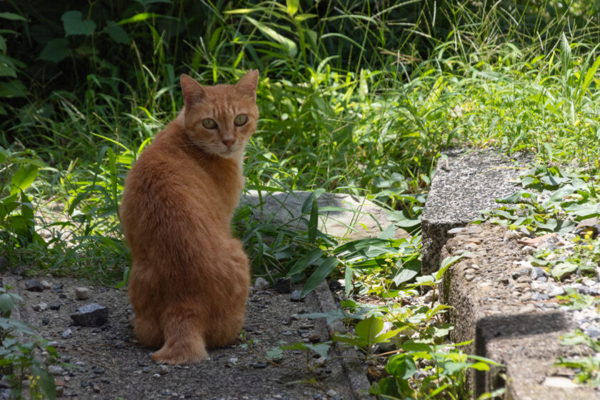 稲城市の猫