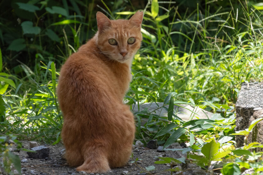 稲城市の猫