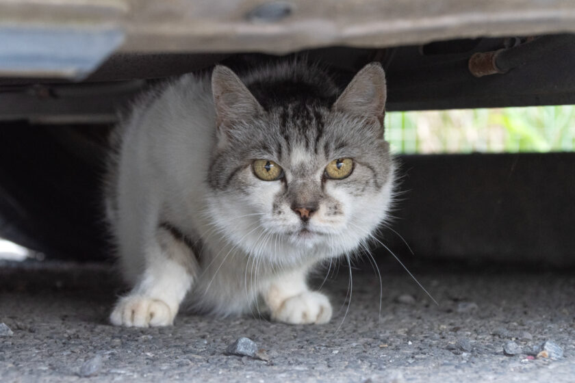 府中市の猫