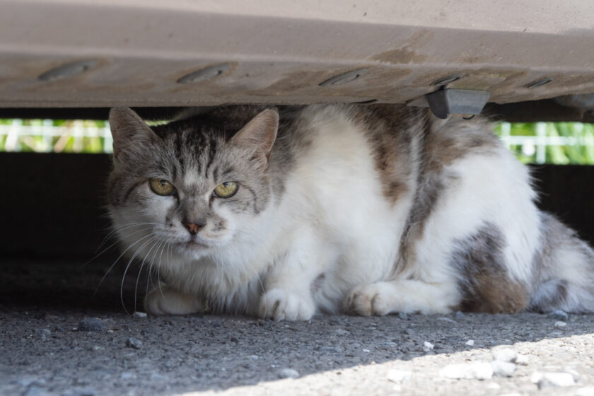 府中市の猫