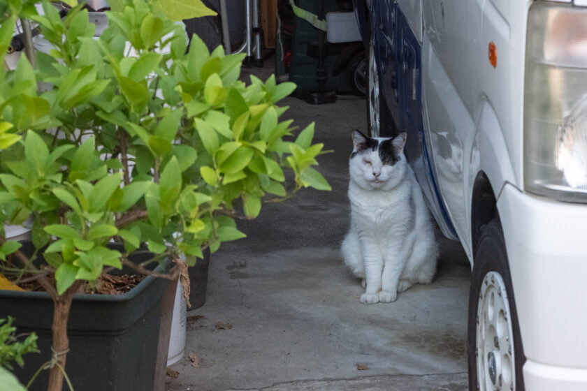 府中市の猫