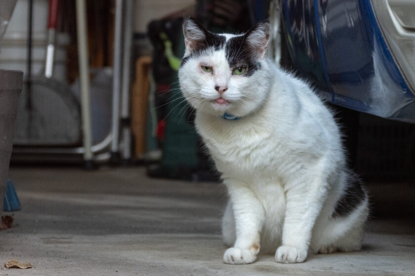 府中市の猫