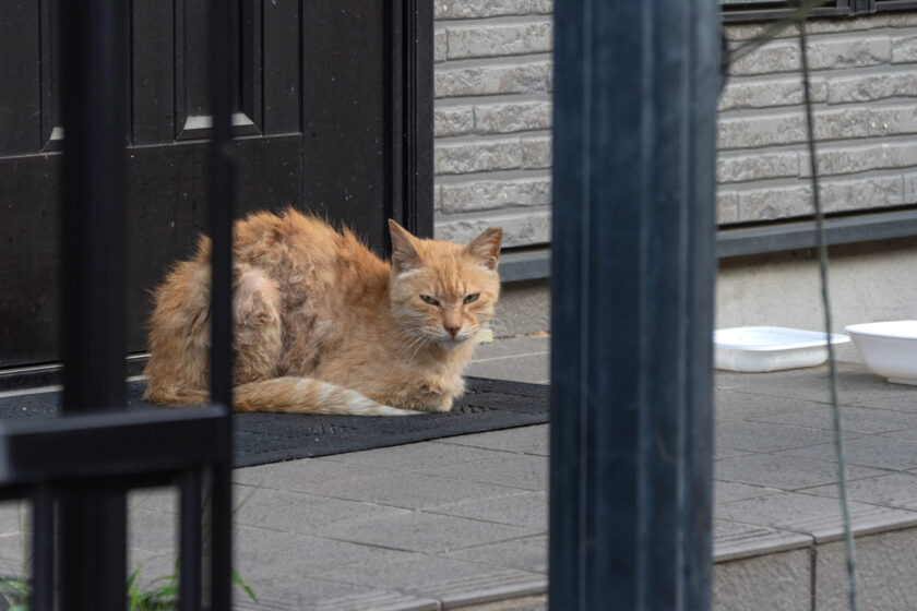 府中市の猫