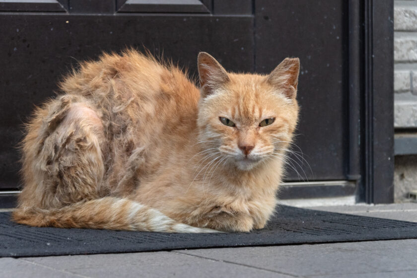 府中市の猫