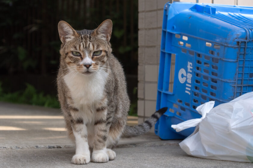 川崎市の猫