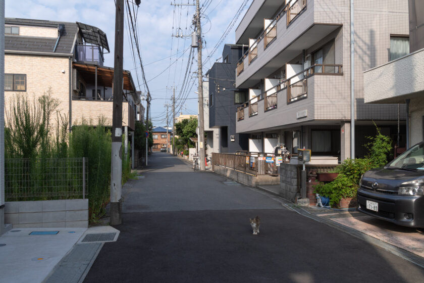 川崎市の猫