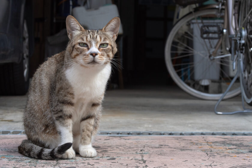 川崎市の猫