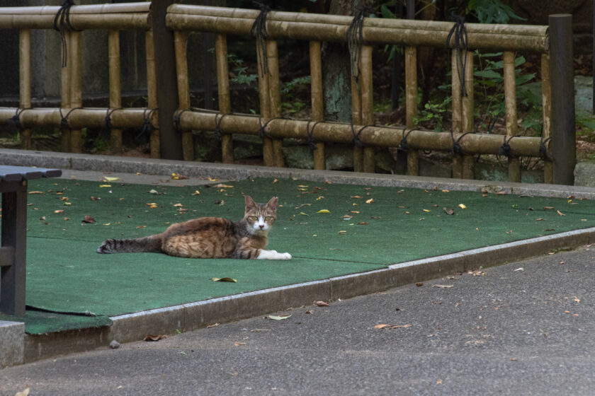 川崎市の猫