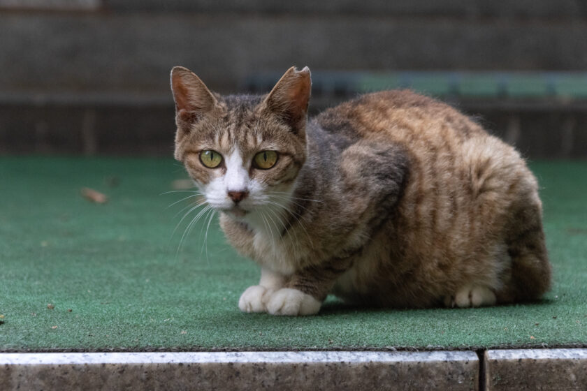 川崎市の猫