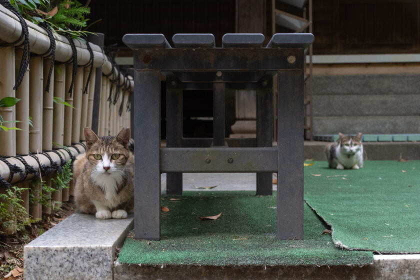 川崎市の猫