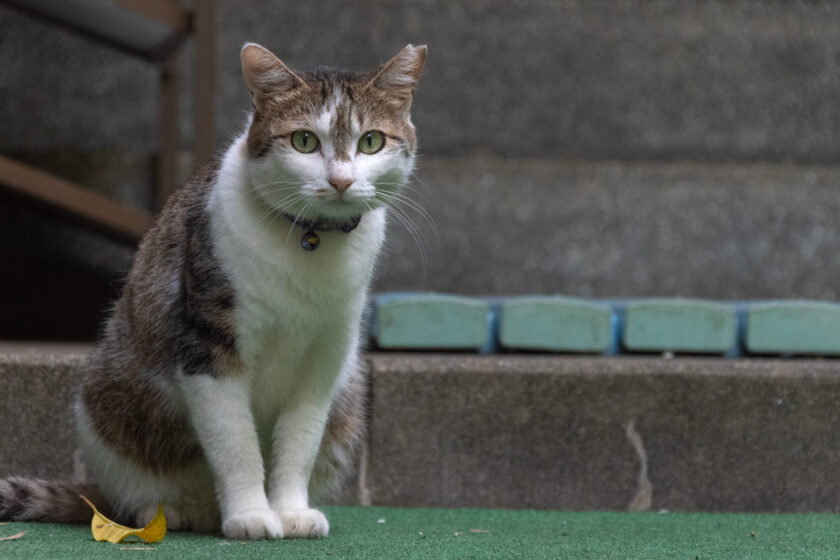 川崎市の猫