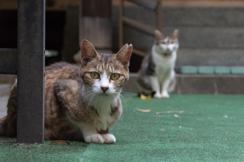 川崎市の猫