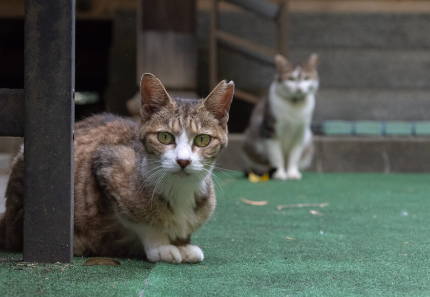 川崎市の猫