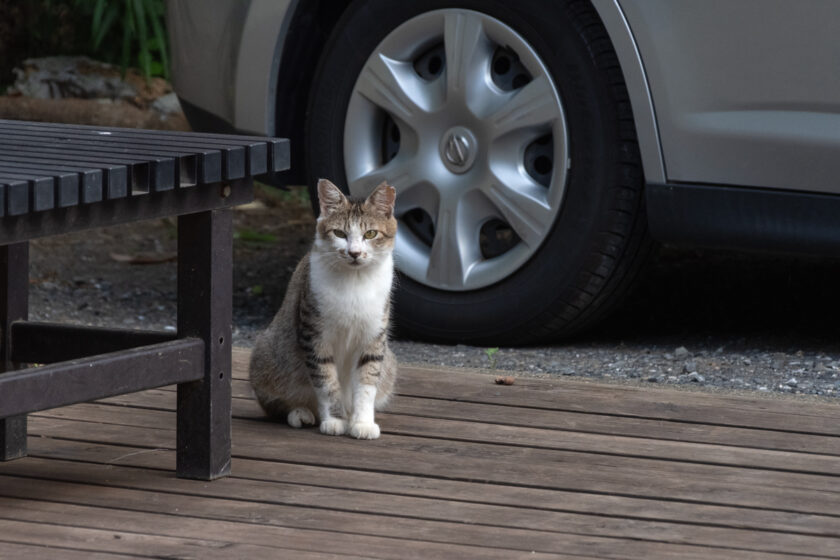 川崎市の猫