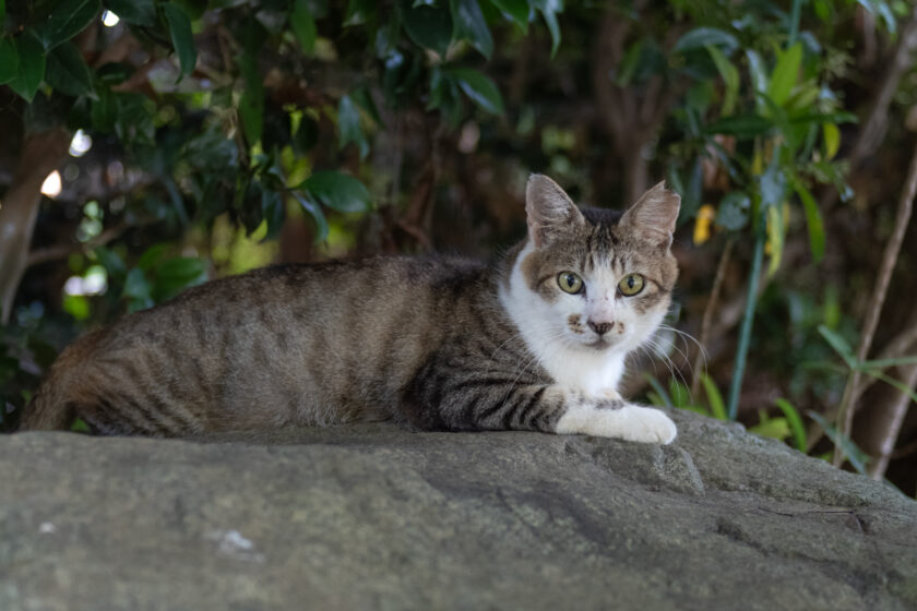 川崎市の猫