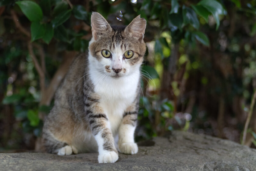 川崎市の猫