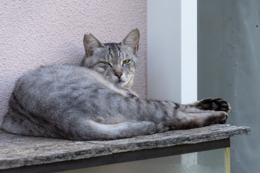 川崎市の猫