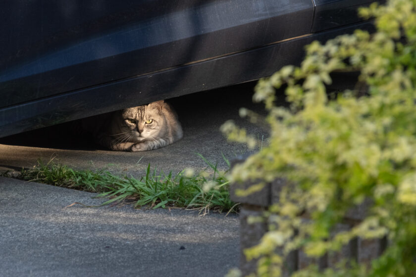 川崎市の猫