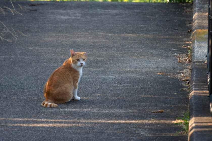 川崎市の猫