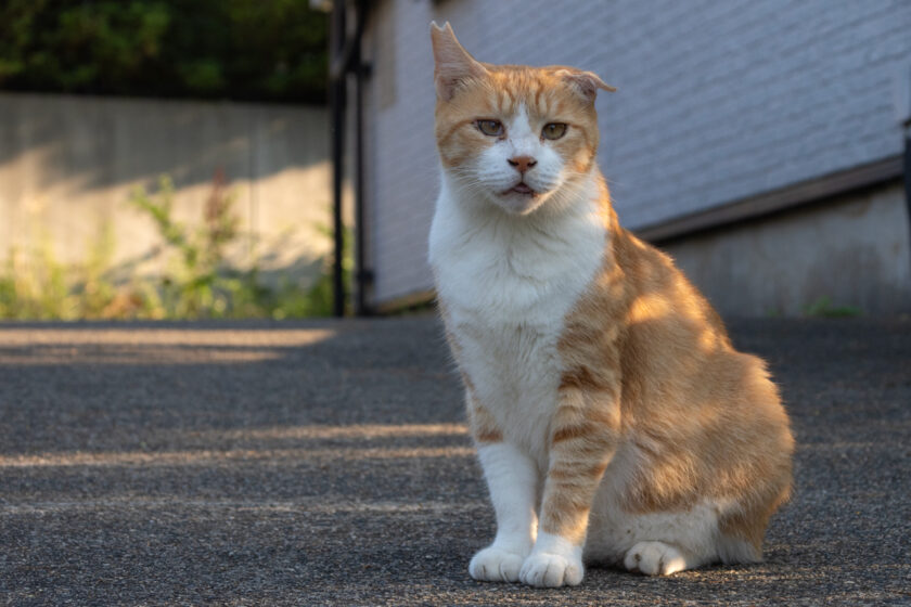 川崎市の猫