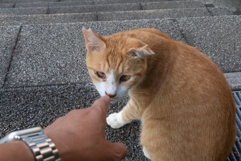 川崎市の猫