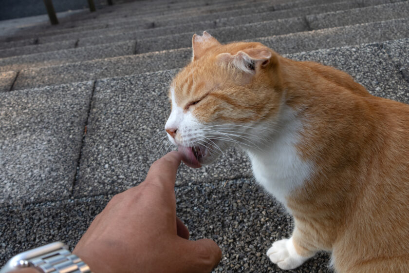 川崎市の猫