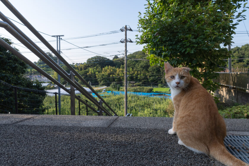 川崎市の猫