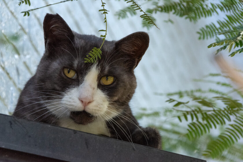 川崎市の猫