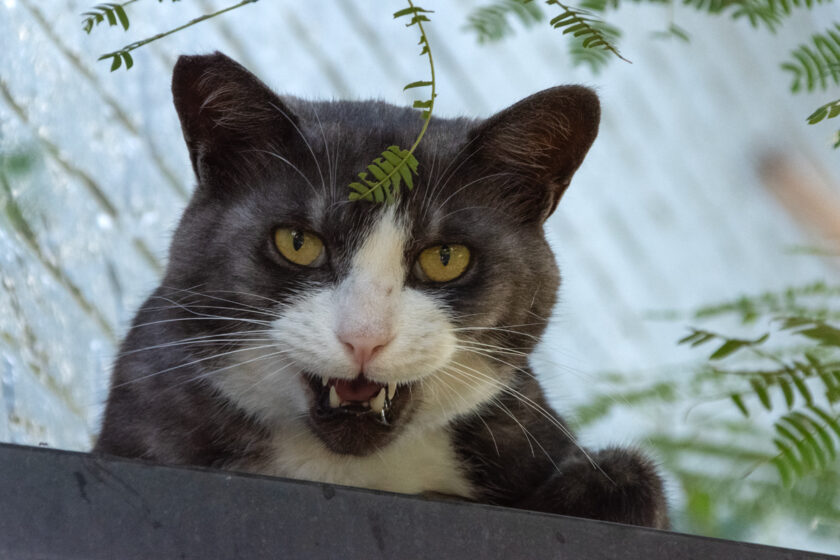 川崎市の猫