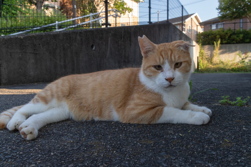 川崎市の猫