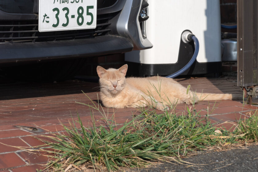 川崎市の猫