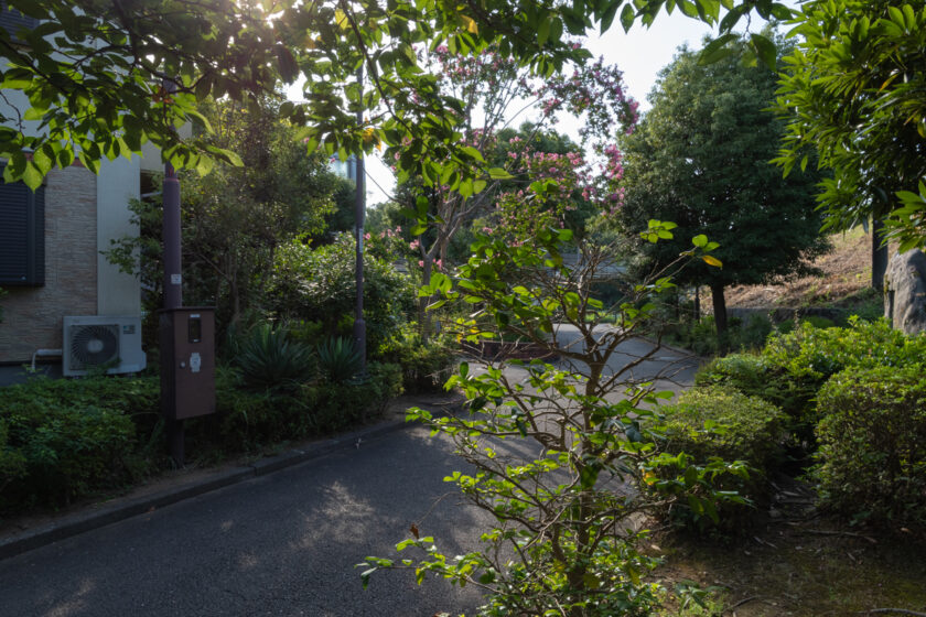 八王子市の猫