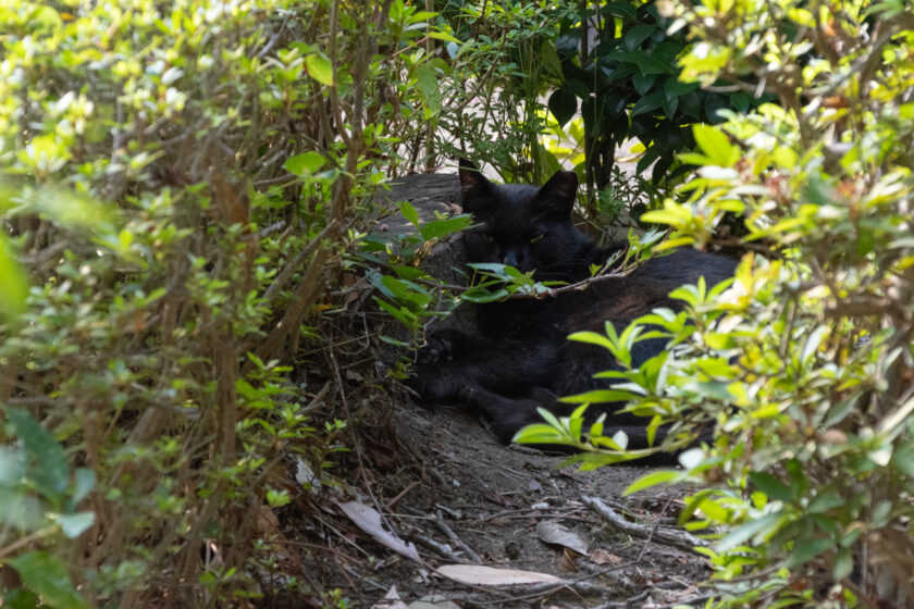 八王子市の猫