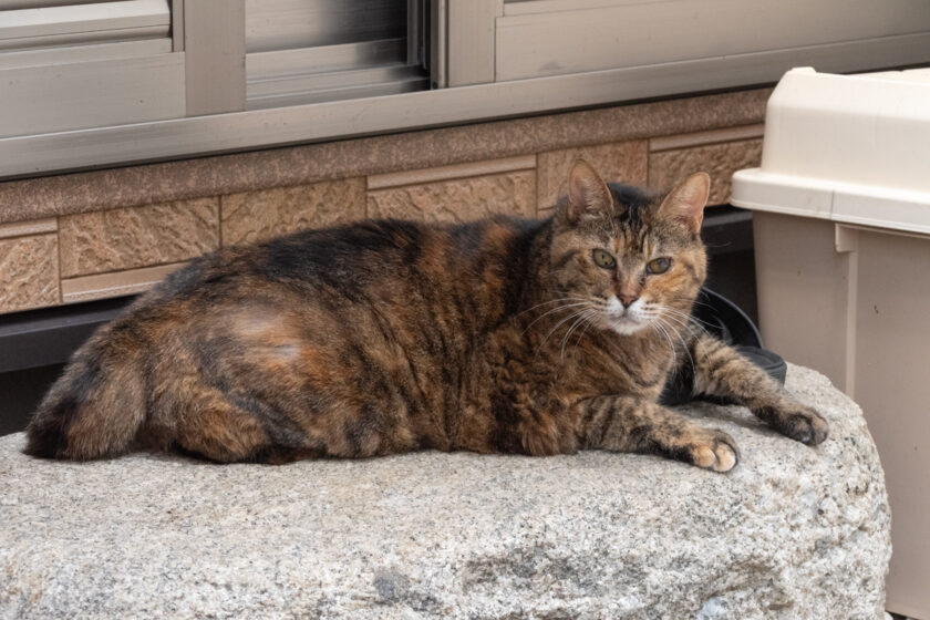 川崎市の猫