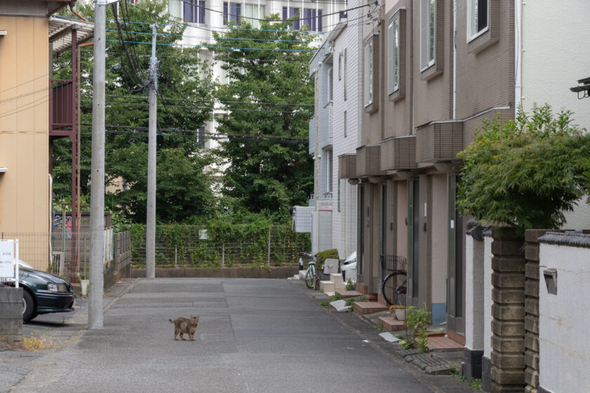 川崎市の猫