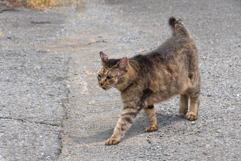 川崎市の猫