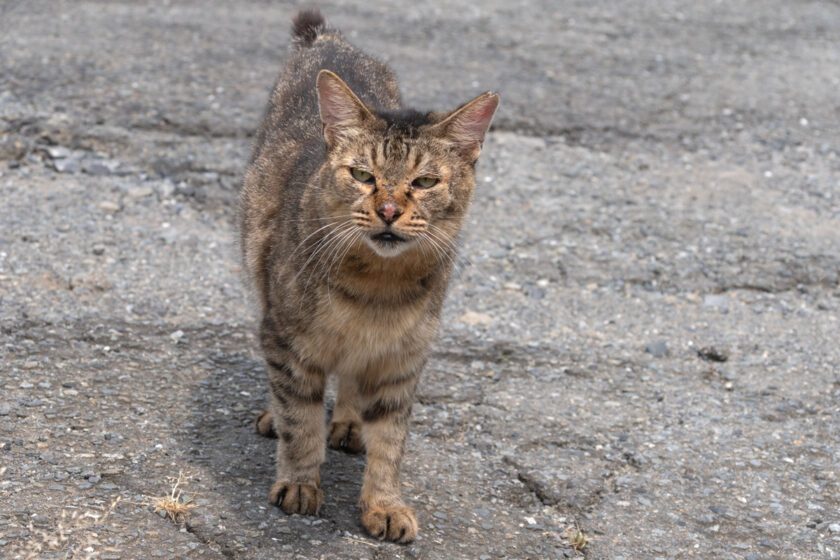 川崎市の猫