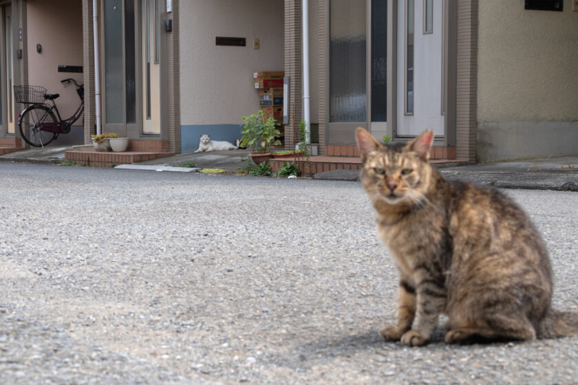 川崎市の猫