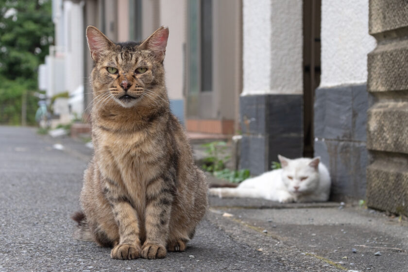 川崎市の猫