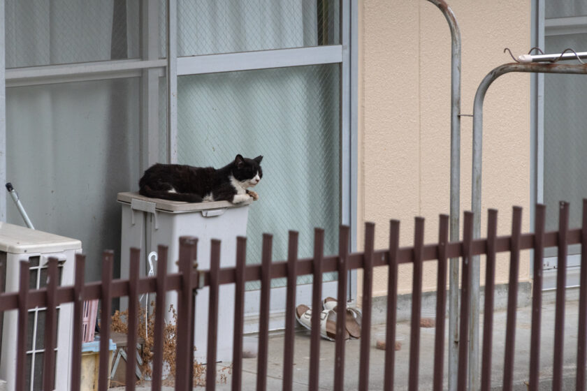 川崎市の猫