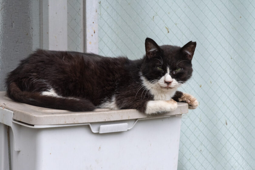 川崎市の猫